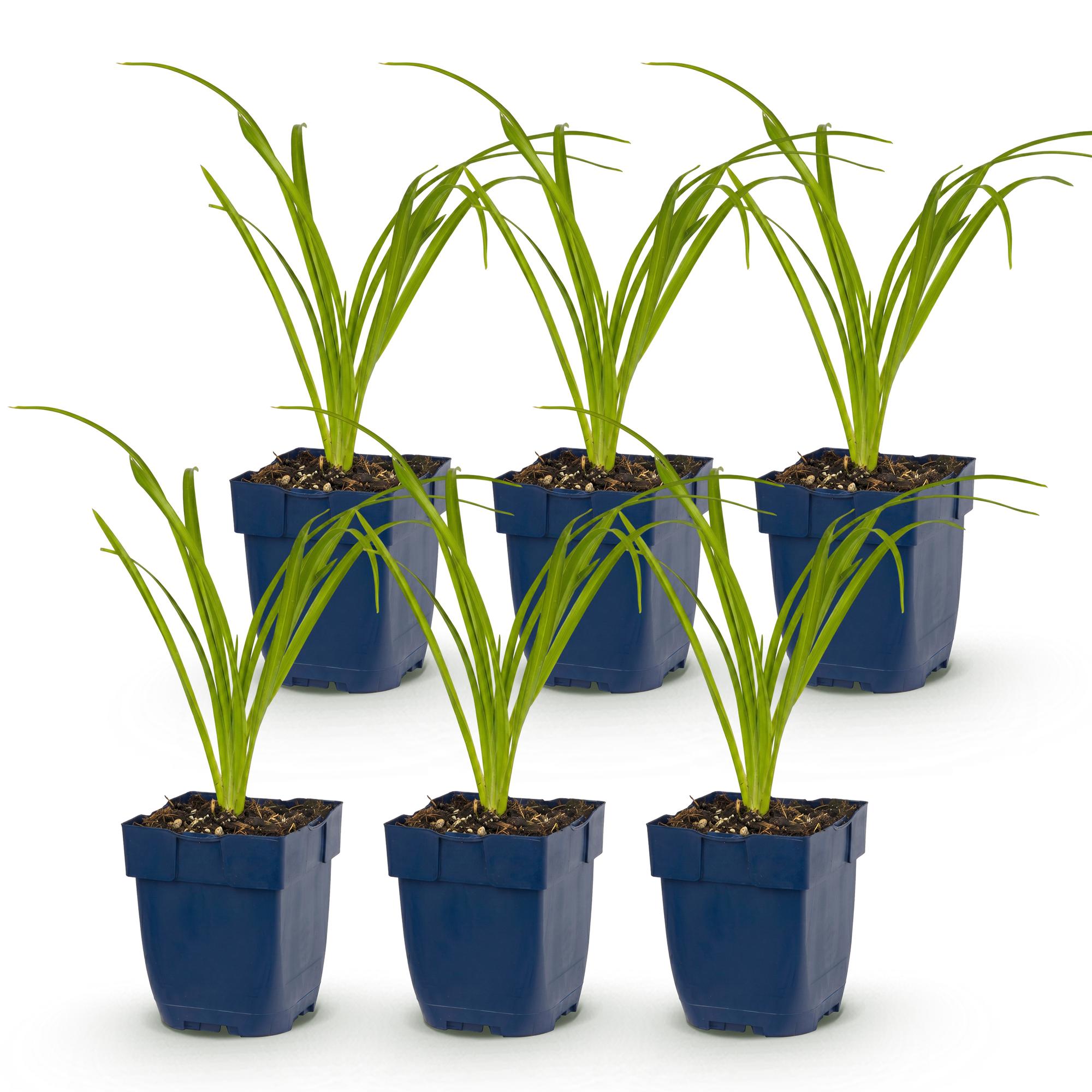 Vasteplant - Hemerocallis Arctic Snow - Daglelie - Bijen en Vlinderlokkers - Creme - 6 Planten - Pot 11cm - Hoogte 15-25cm