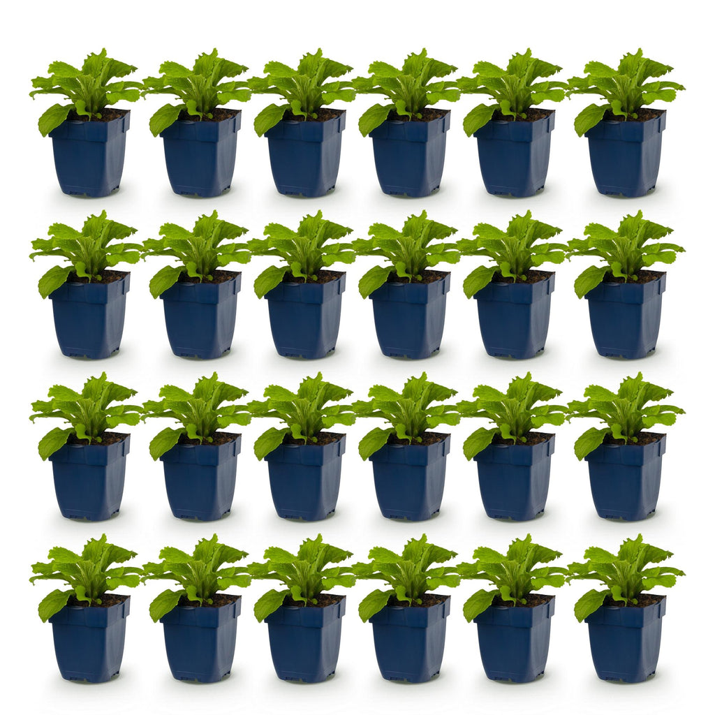 Vasteplant - Digitalis purp. Gloxiniiflora - Vingerhoedskruid - Schaduw - Wit-Roze - 24 Planten - Pot 11cm - Hoogte 15-25cm