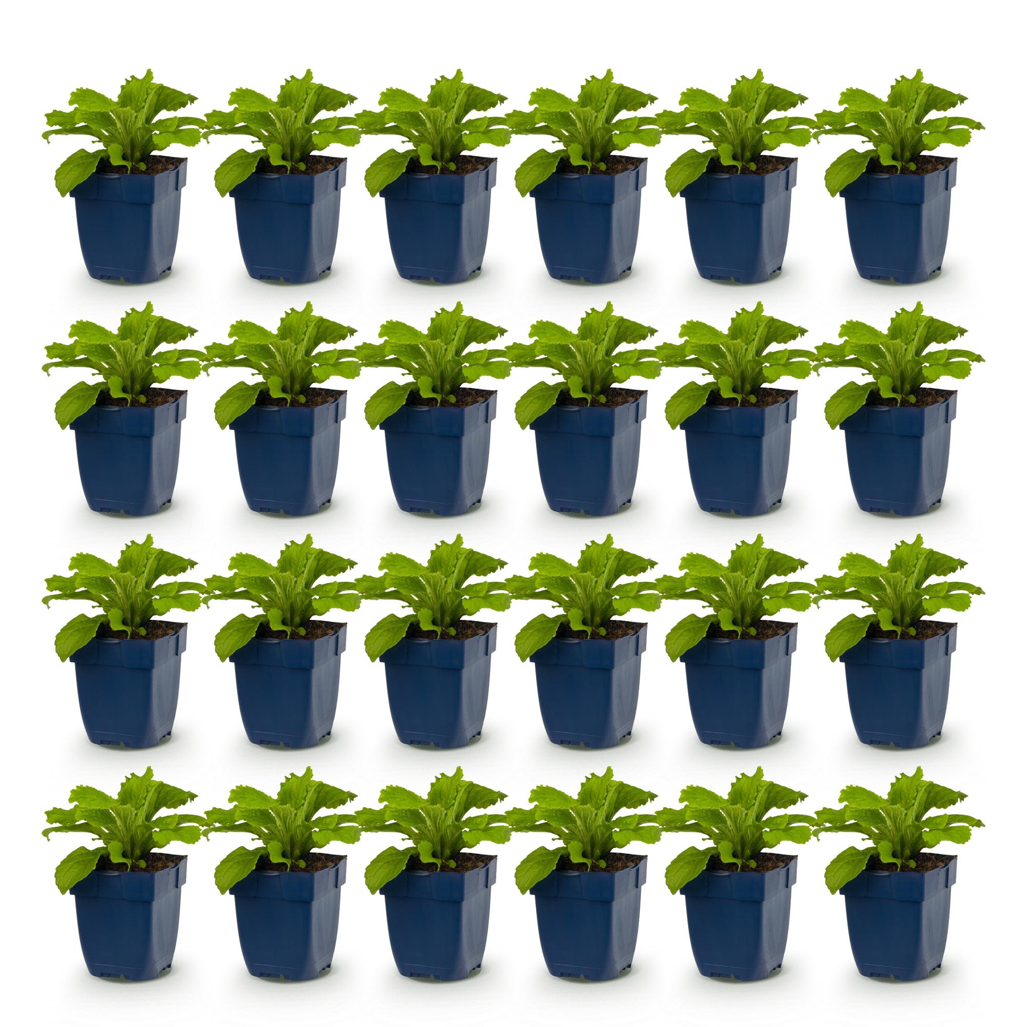Vasteplant - Digitalis purp. Gloxiniiflora - Vingerhoedskruid - Schaduw - Wit-Roze - 24 Planten - Pot 11cm - Hoogte 15-25cm
