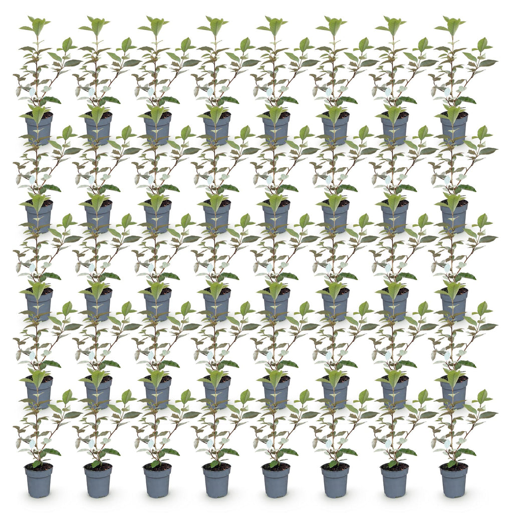 40x Eleagnus ebbingei Compacta - Olijfwilg - Haagplanten - Groenblijvend - Grijs - Pot 9cm - Hoogte 25-35cm