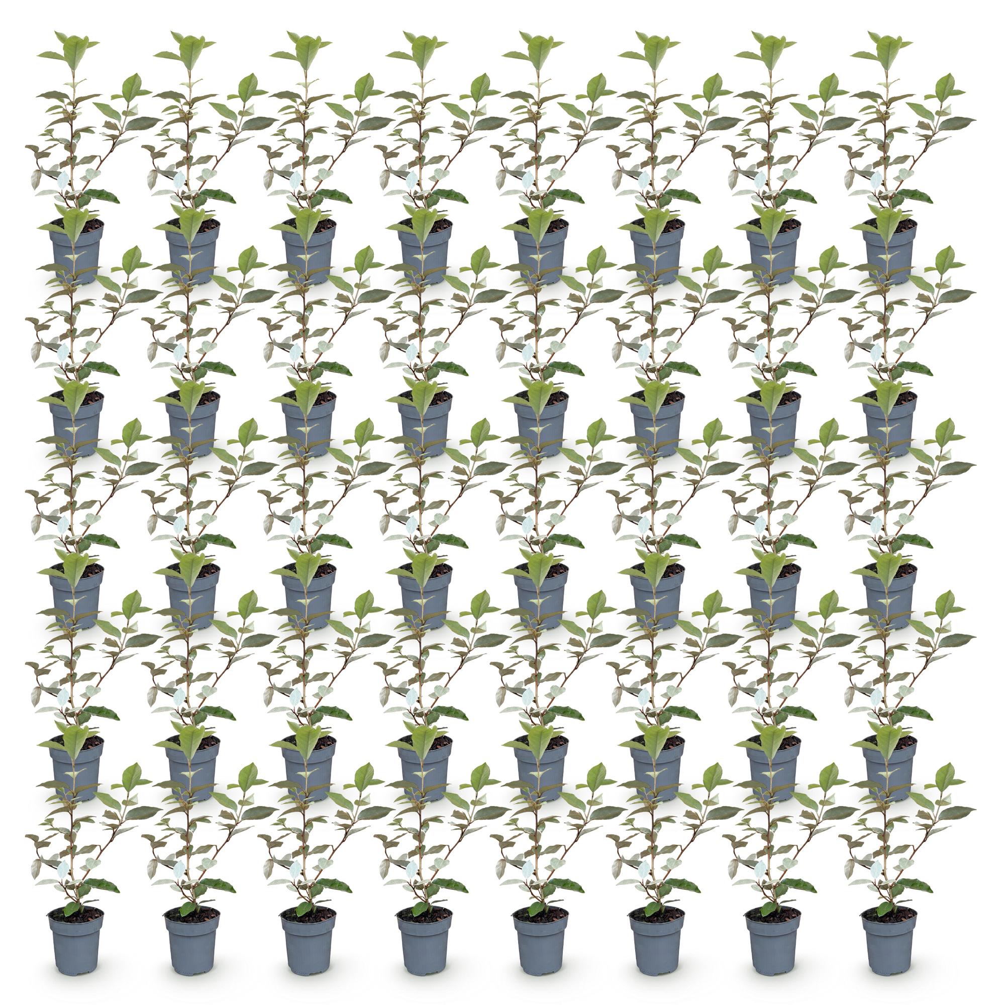 40x Eleagnus ebbingei Compacta - Olijfwilg - Haagplanten - Groenblijvend - Grijs - Pot 9cm - Hoogte 25-35cm