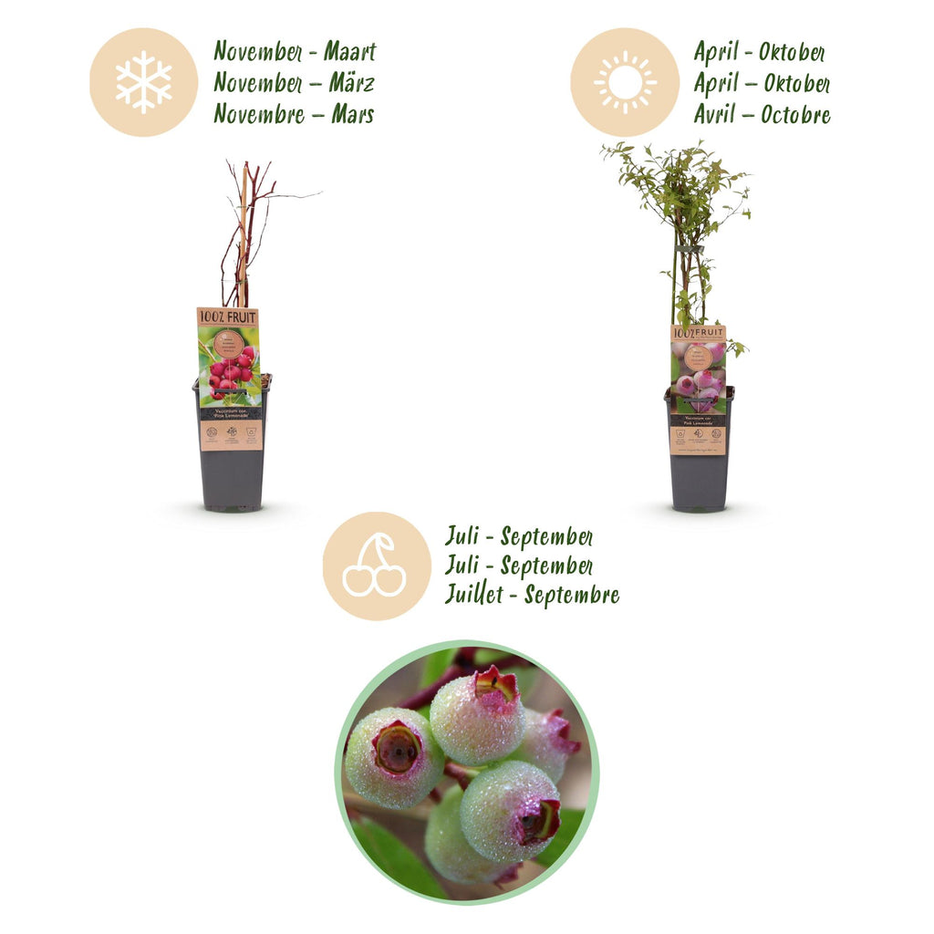 Fruitplant - Vaccinium cor. Pink Lemonade - Roze Bosbes - Winterhard - Roze Bes - 2 Planten - Pot 15cm - Hoogte 50cm
