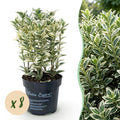 8x Euonymus japonicus White Spire - Kardinaalsmuts - Haagplanten - Groenblijvend - Wit - Groen - Pot 9cm - Hoogte 20-30cm
