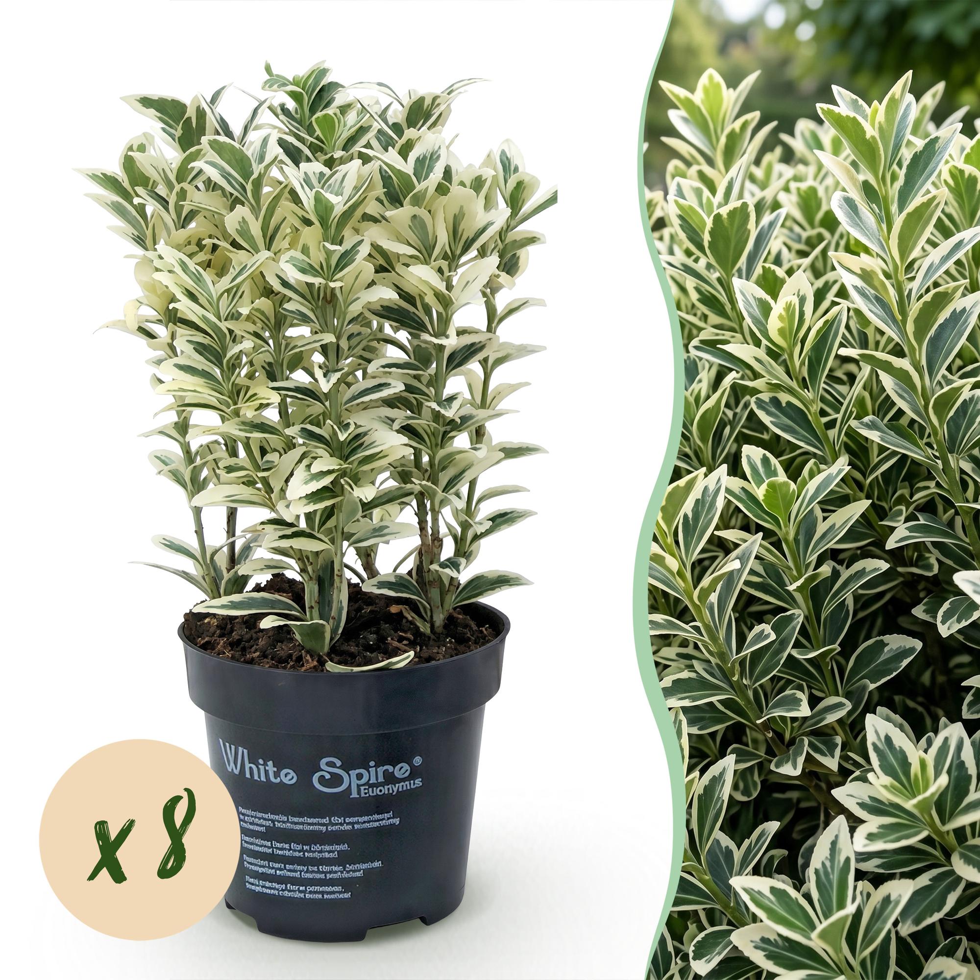 8x Euonymus japonicus White Spire - Kardinaalsmuts - Haagplanten - Groenblijvend - Wit - Groen - Pot 9cm - Hoogte 20-30cm