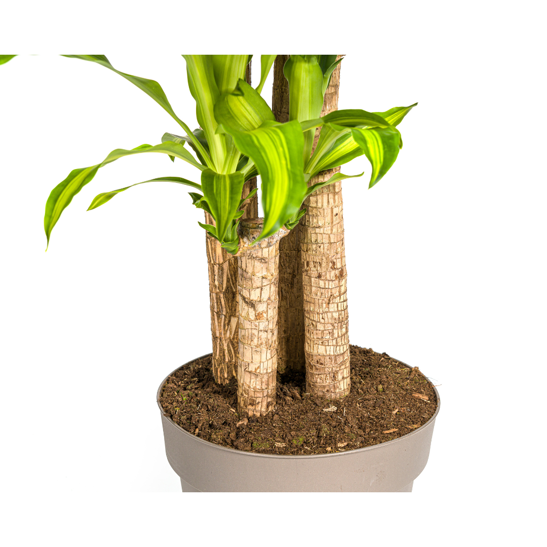 Dracaena Fragrans Massangeana Ø30cm - ↕170 - 190cm