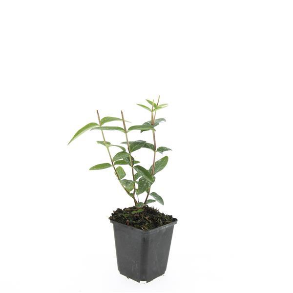 48x Hypericum inodorum 'Rheingold' - ↕10-25cm - Ø9cm