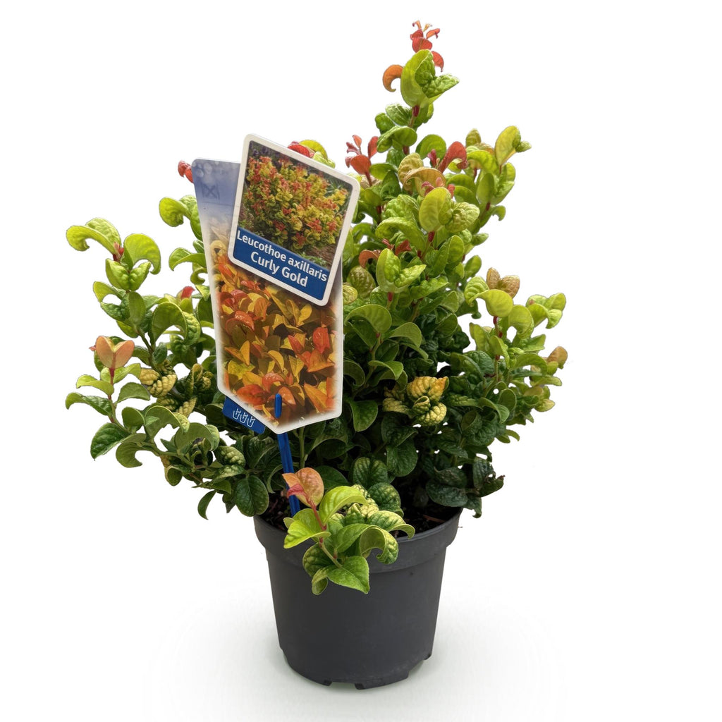 Tuinplant - Leucothoe Curly Gold - Geel - 1 Plant - Groenblijvend - Weinig Onderhoud - Pot 17cm Hoogte 40cm