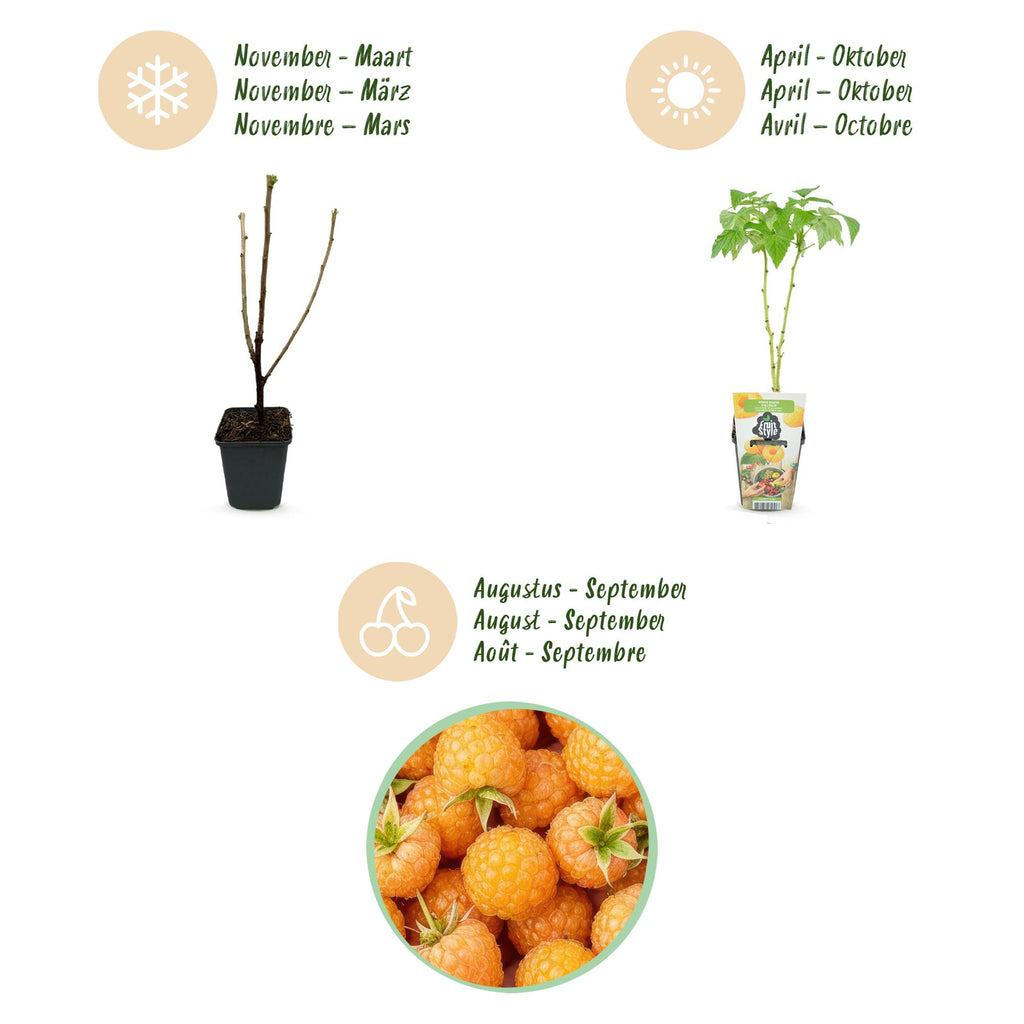 Fruitplanten - Framboos - Rubus idaeus Fallgold - Winterhard - 6 Planten - Pot 9 cm - Gele Framboos