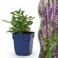 Vasteplant - Salvia nem. Sense Deepl Pink - Salie - Bijen en Vlinderlokkers - Roze - 3 Planten - Pot 11cm - Hoogte 15-25cm