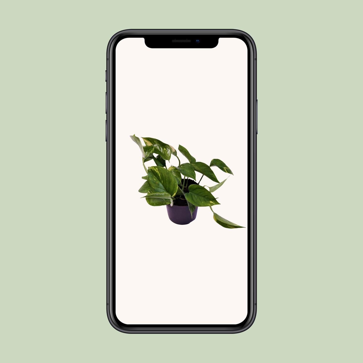 Scindapsus (Epipremnum) Aureum - Ø12cm - ↕25cm