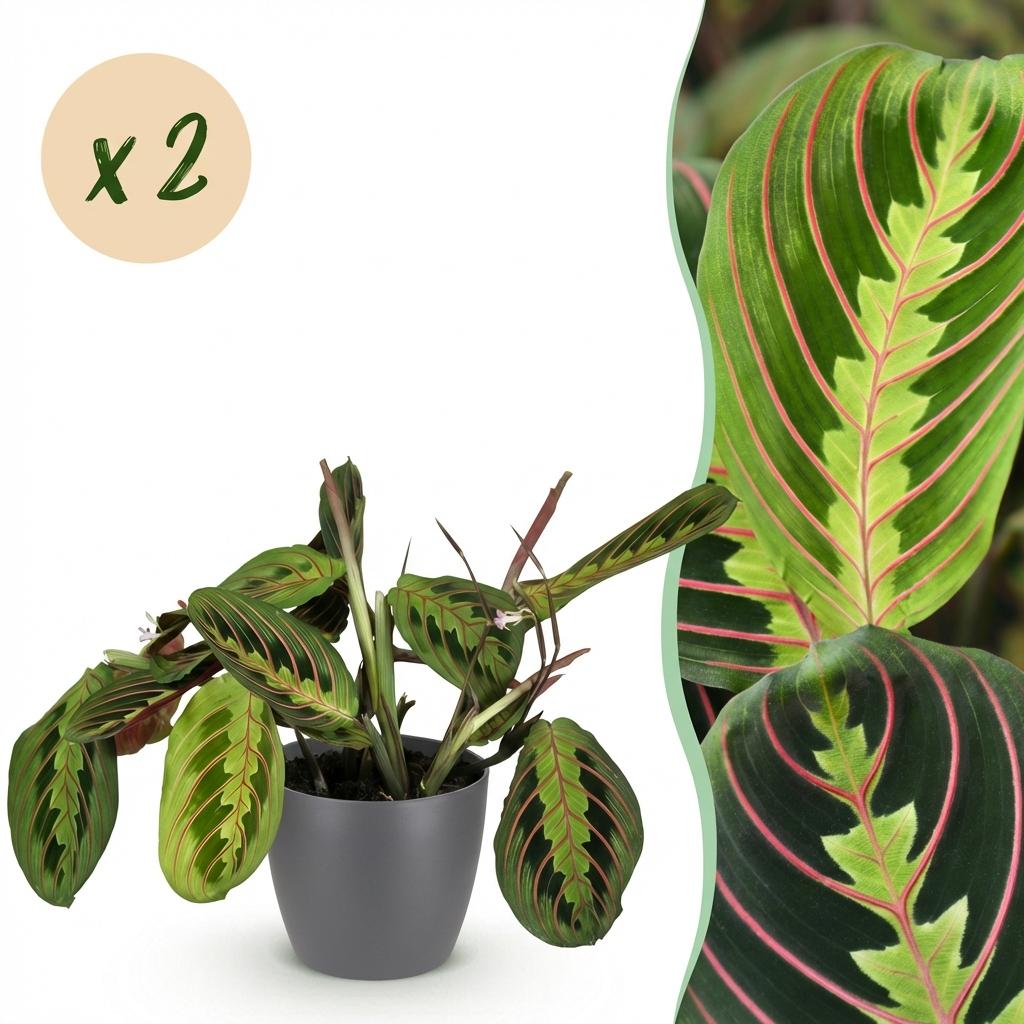 Kamerplant - Maranta Fascinator Tricolour - Gebedsplant - Huisdiervriendelijke Plant - Groen - 2 Planten - met Potter Grijs - Pot 12cm - Hoogte 25cm