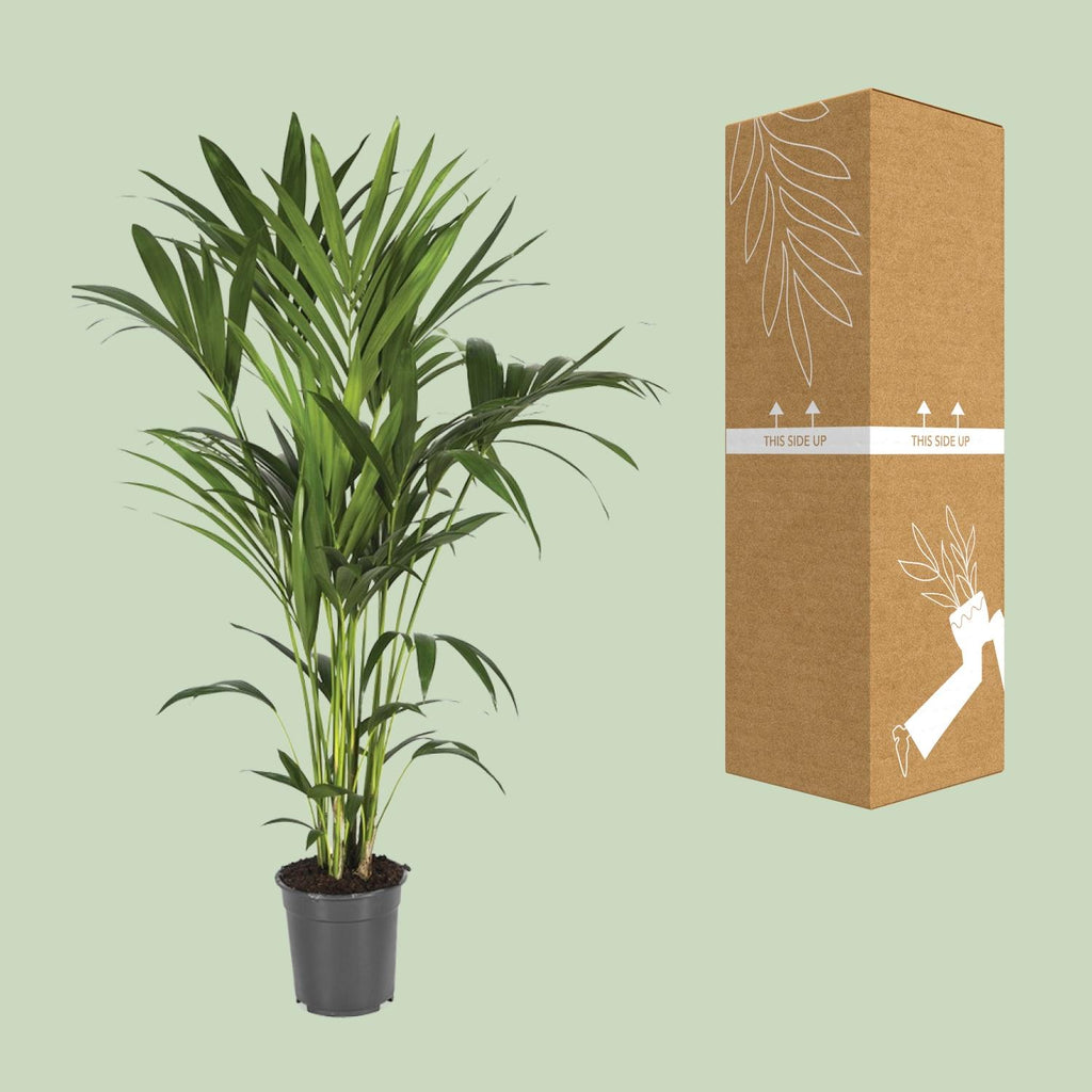 Howea Forsteriana - Ø21cm - ↕120cm