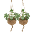 2x Kokodama Pilea Peperomiodes - Pannekoekenplant - 20cm - ø15