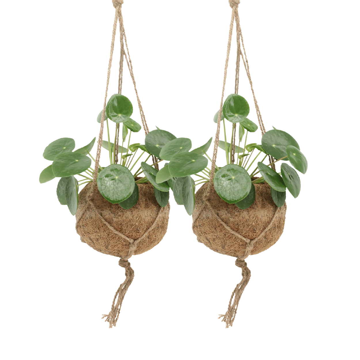 2x Kokodama Pilea Peperomiodes - Pannekoekenplant - 20cm - ø15