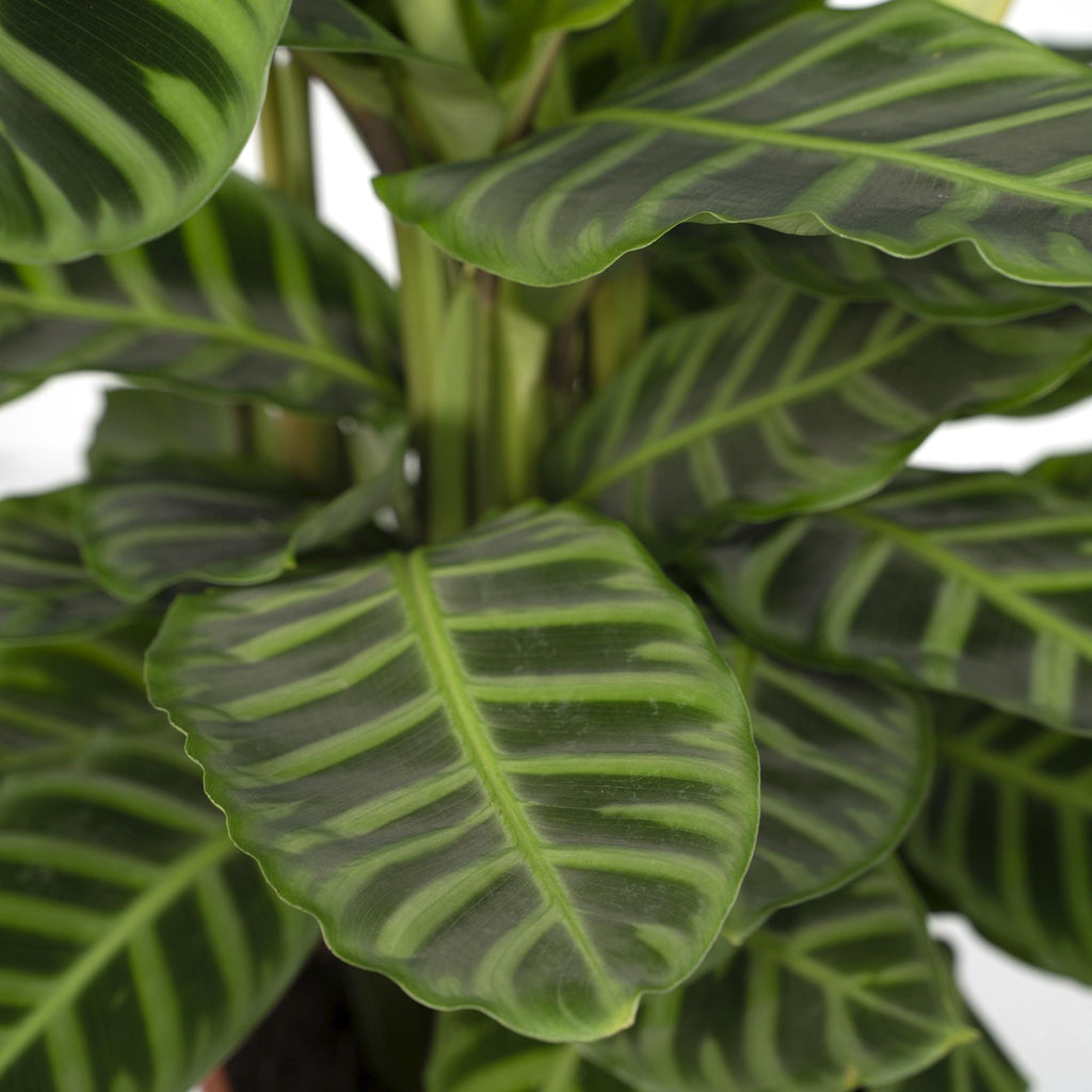 Calathea Zebrina - Pauwenplant - Ø19cm - ↕75cm