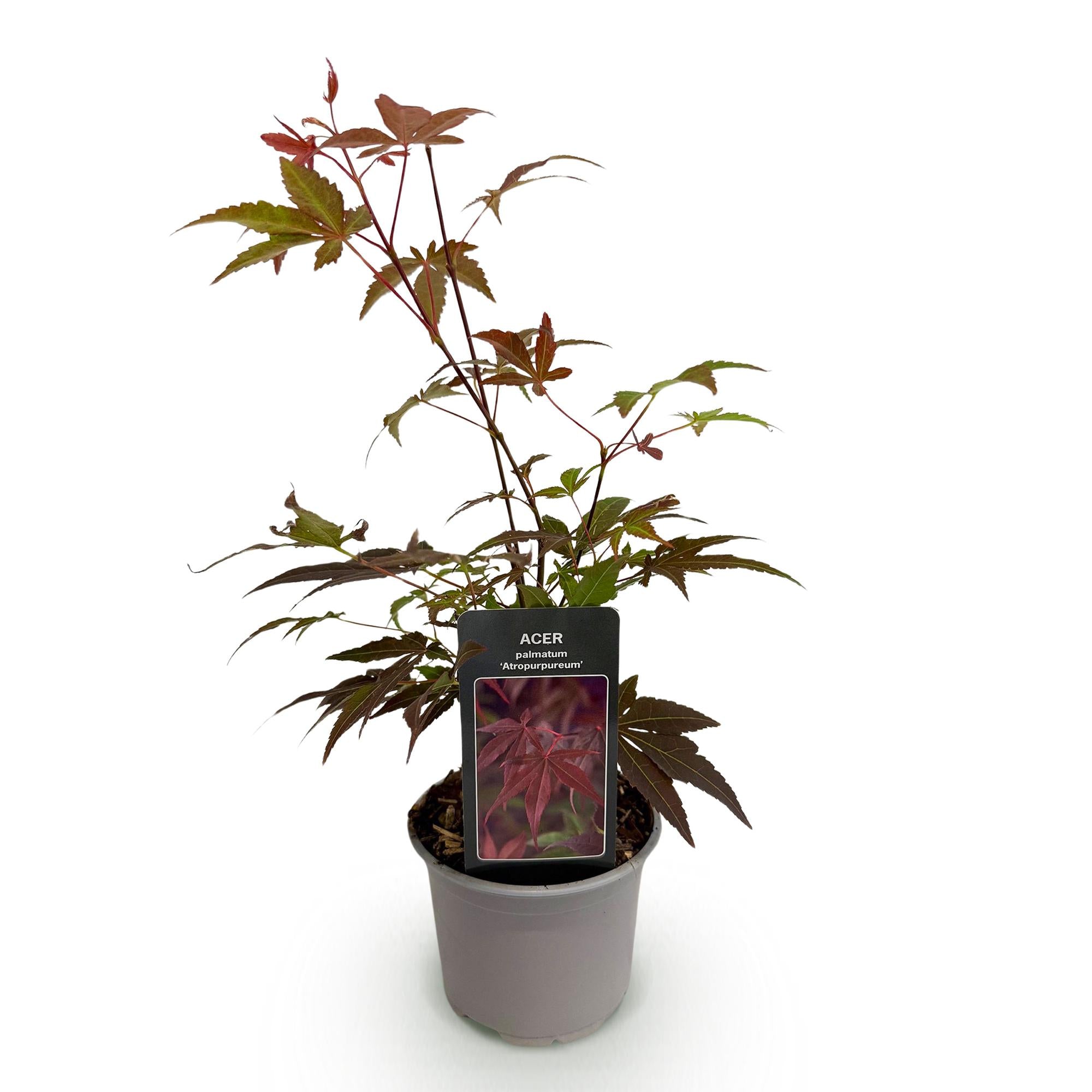 Tuinplant - Acer palmatum Atropurpureum - Paars - 1 Plant - Blad verliezend - Weinig Onderhoud - Pot 12cm Hoogte 35cm