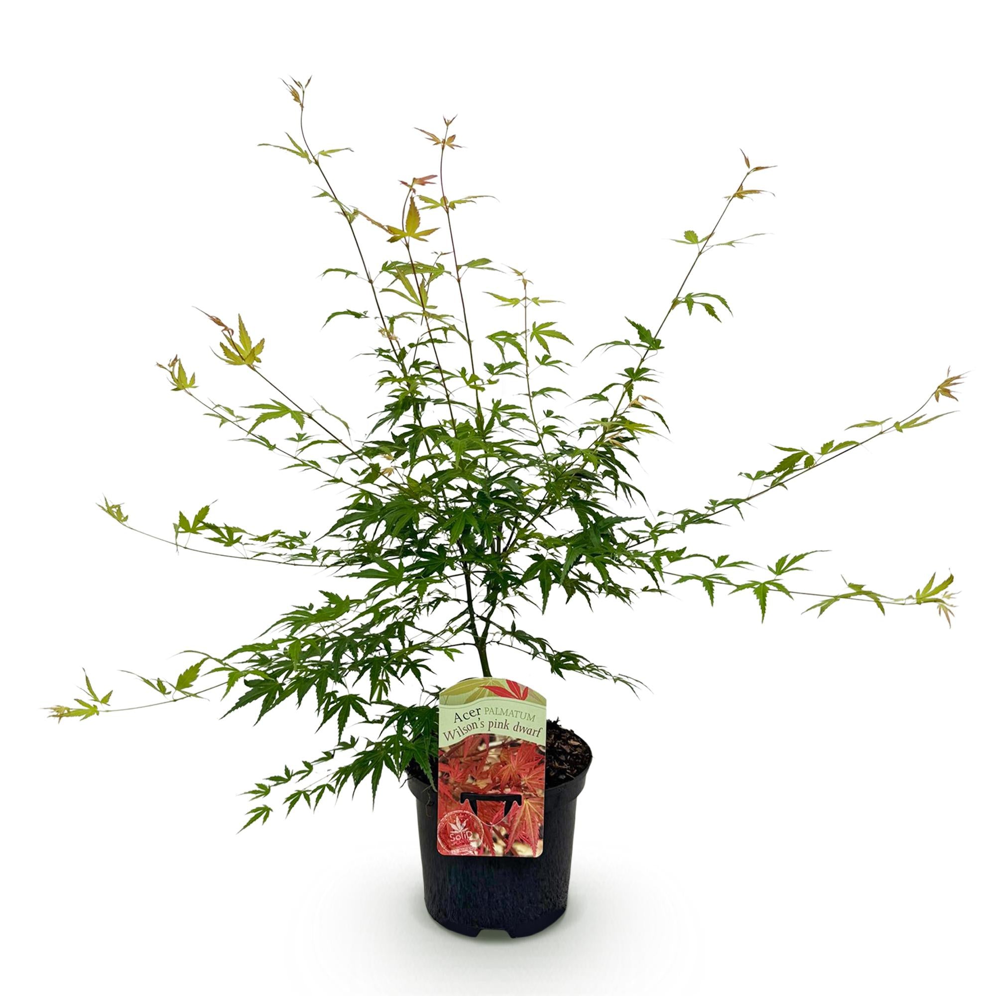 Terrasplant - Japanse Esdoorn - Acer palmatum Pink Dwarf - Roze - 1 Plant - Bladverliezend - Pot 19cm Hoogte 70cm