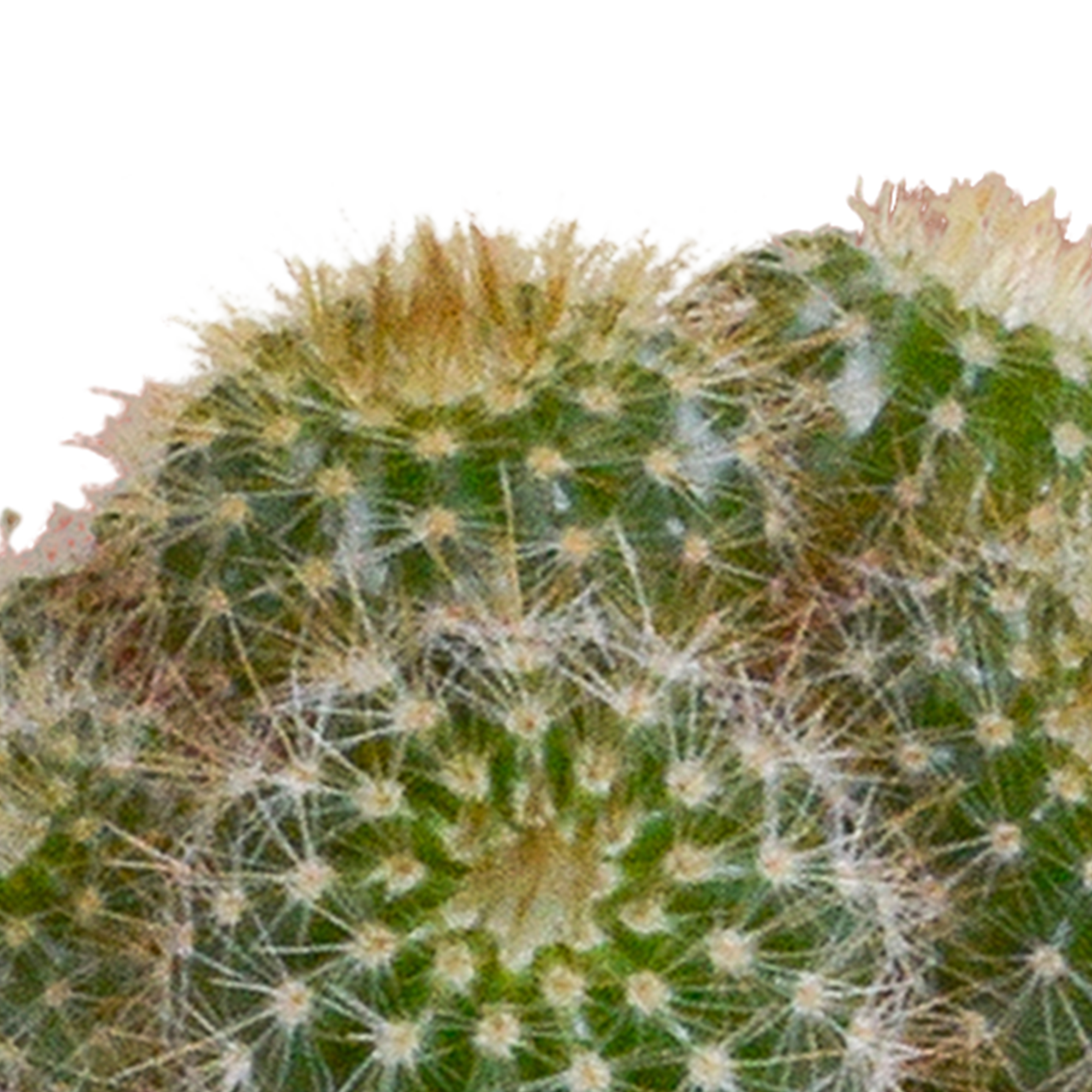 Cactus mix 5.5 cm - 5x - in witte pot