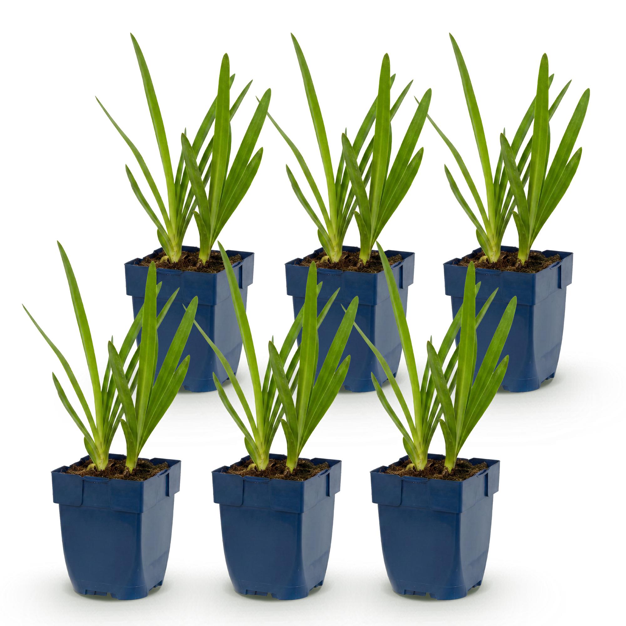 Vasteplant - Agapanthus Duo - Afrikaanse Lelie - Bijen en Vlinderlokkers - Blauw - Wit - 6 Planten - Pot 11cm - Hoogte 15-25cm