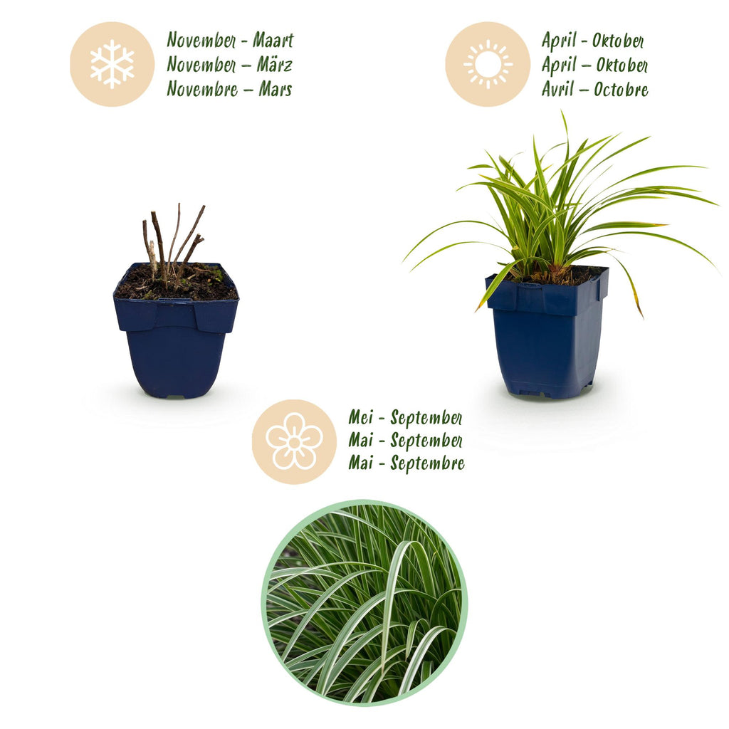 Grassen - Carex morrowii Ice Dance - Japanse Zegge - Groenblijvend - Creme-Groen - 1 Plant - Pot 11cm - Hoogte 15-25cm