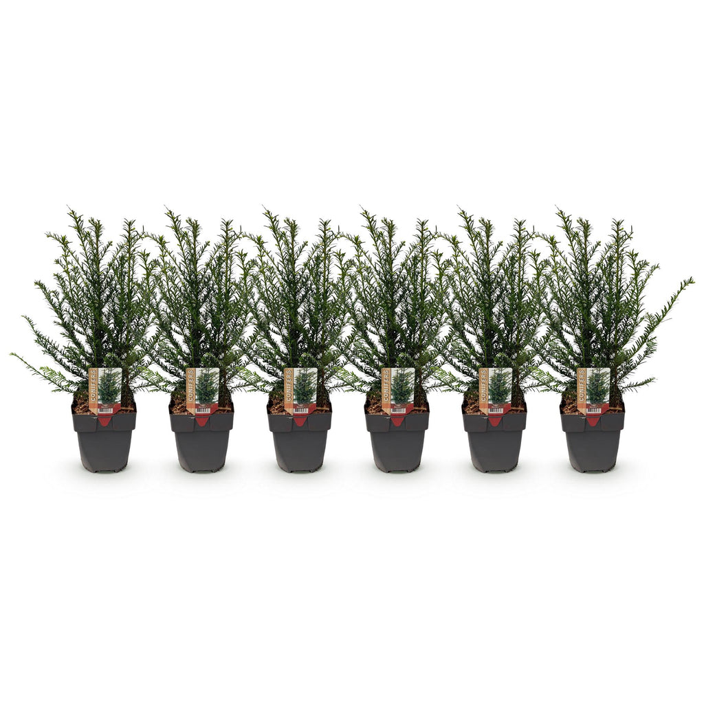 Haagplanten - Taxus baccata - blad groen - 6 planten - 1 strekkende meter - groenblijvend - pot 17cm hoogte 60cm