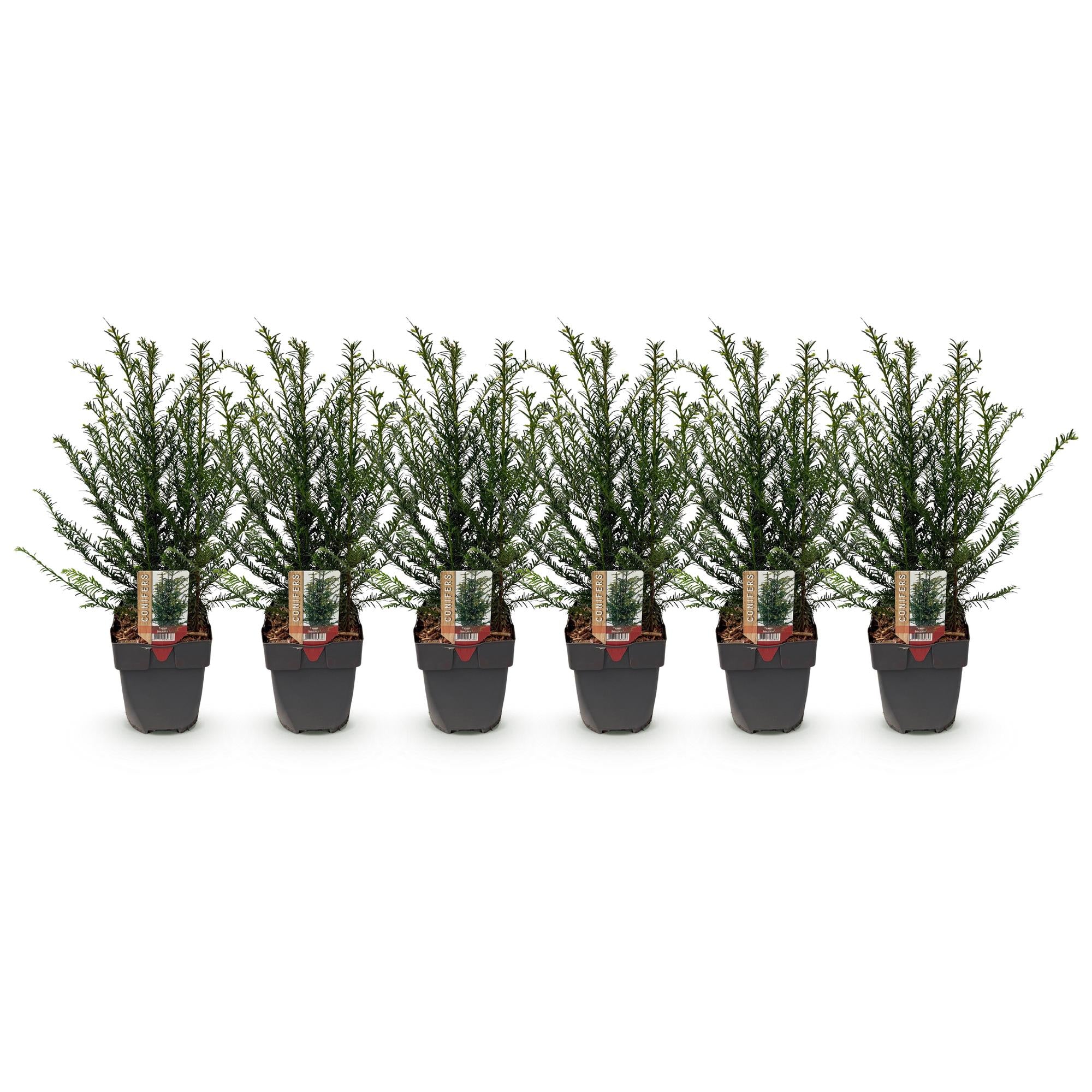 Haagplanten - Taxus baccata - blad groen - 6 planten - 1 strekkende meter - groenblijvend - pot 17cm hoogte 60cm