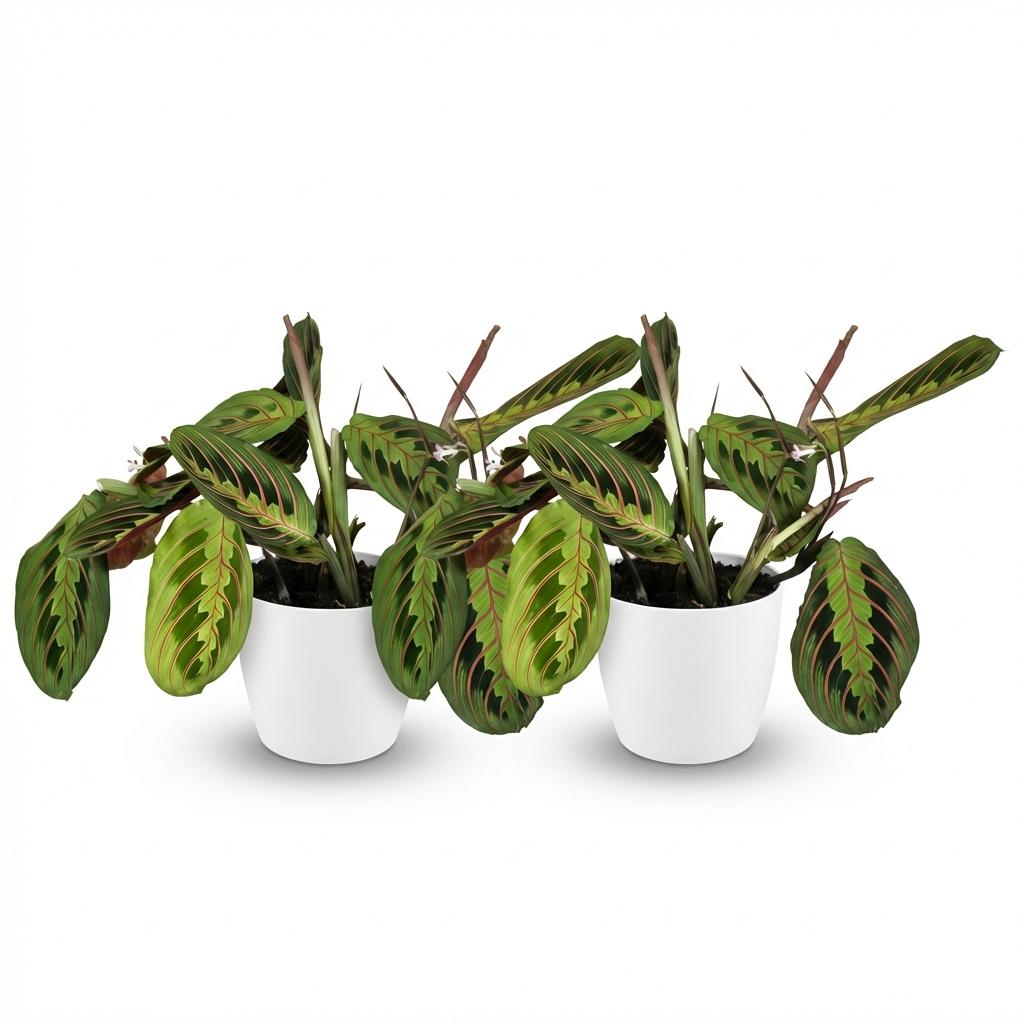 Kamerplant - Maranta Fascinator Tricolour - Gebedsplant - Huisdiervriendelijke Plant - Groen - 2 Planten - met Potter Wit - Pot 12cm - Hoogte 25cm