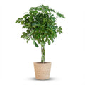Schefflera Arab Nora met Mand Zeegras naturel  - 70cm - Ø21