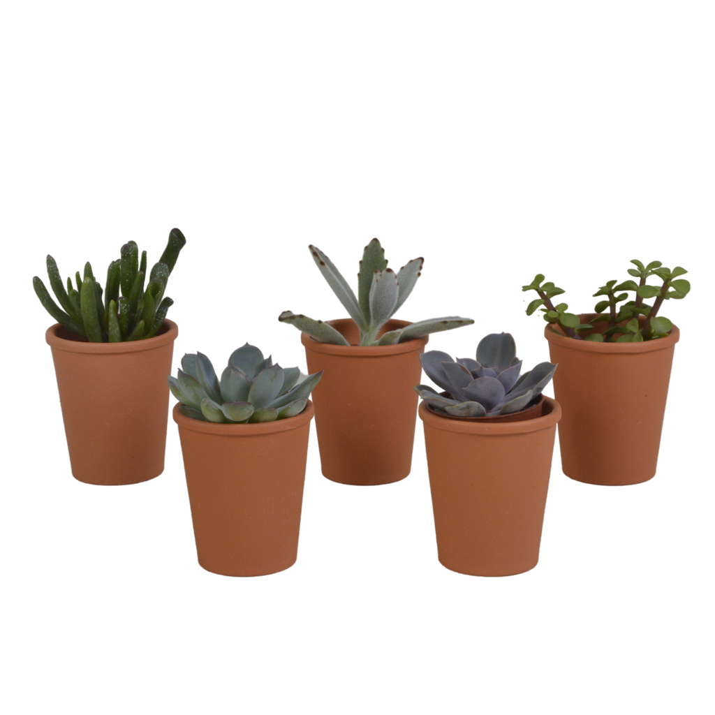 Vetplanten mix 5.5 cm - 5x - in terracotta pot