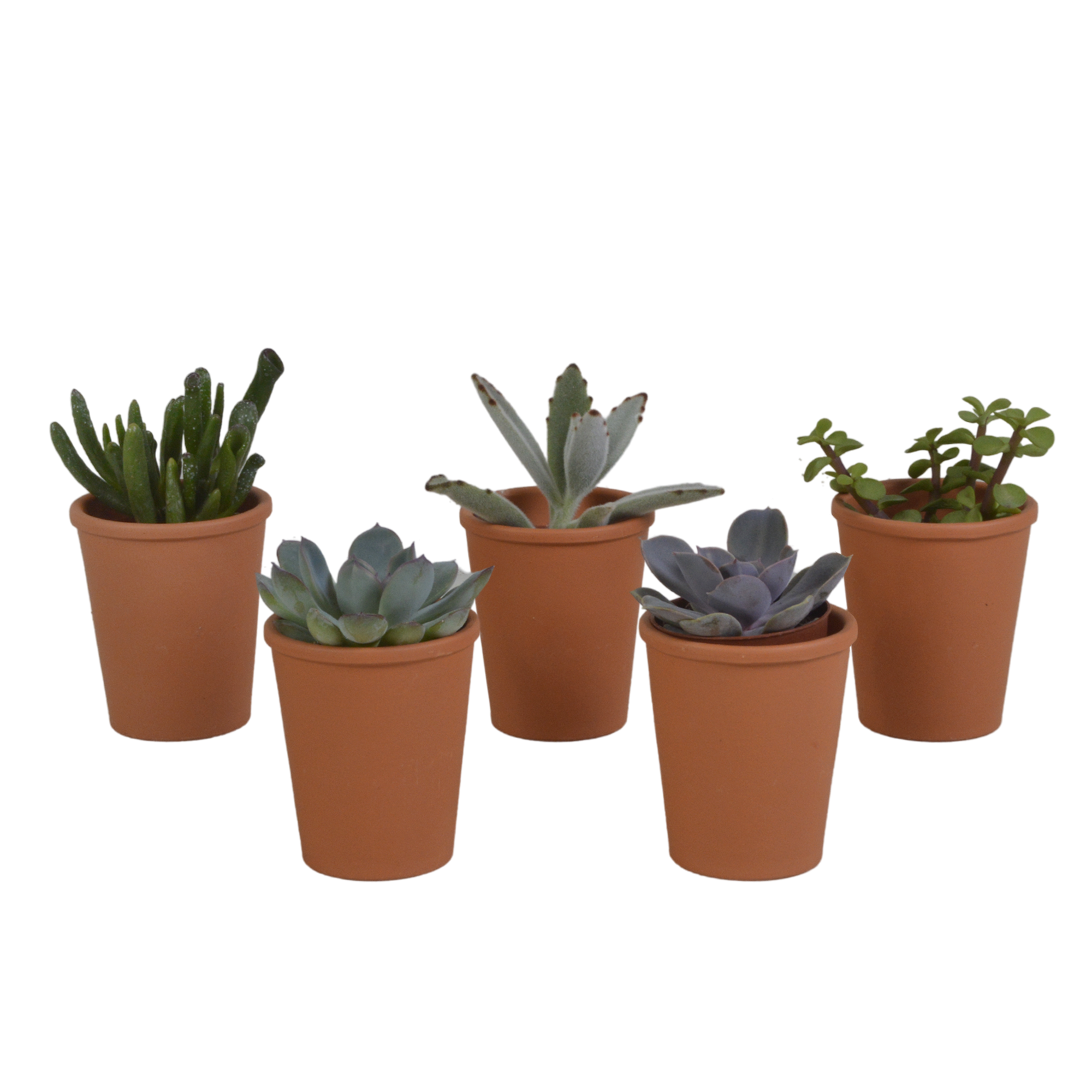 Vetplanten mix 5.5 cm - 5x - in terracotta pot
