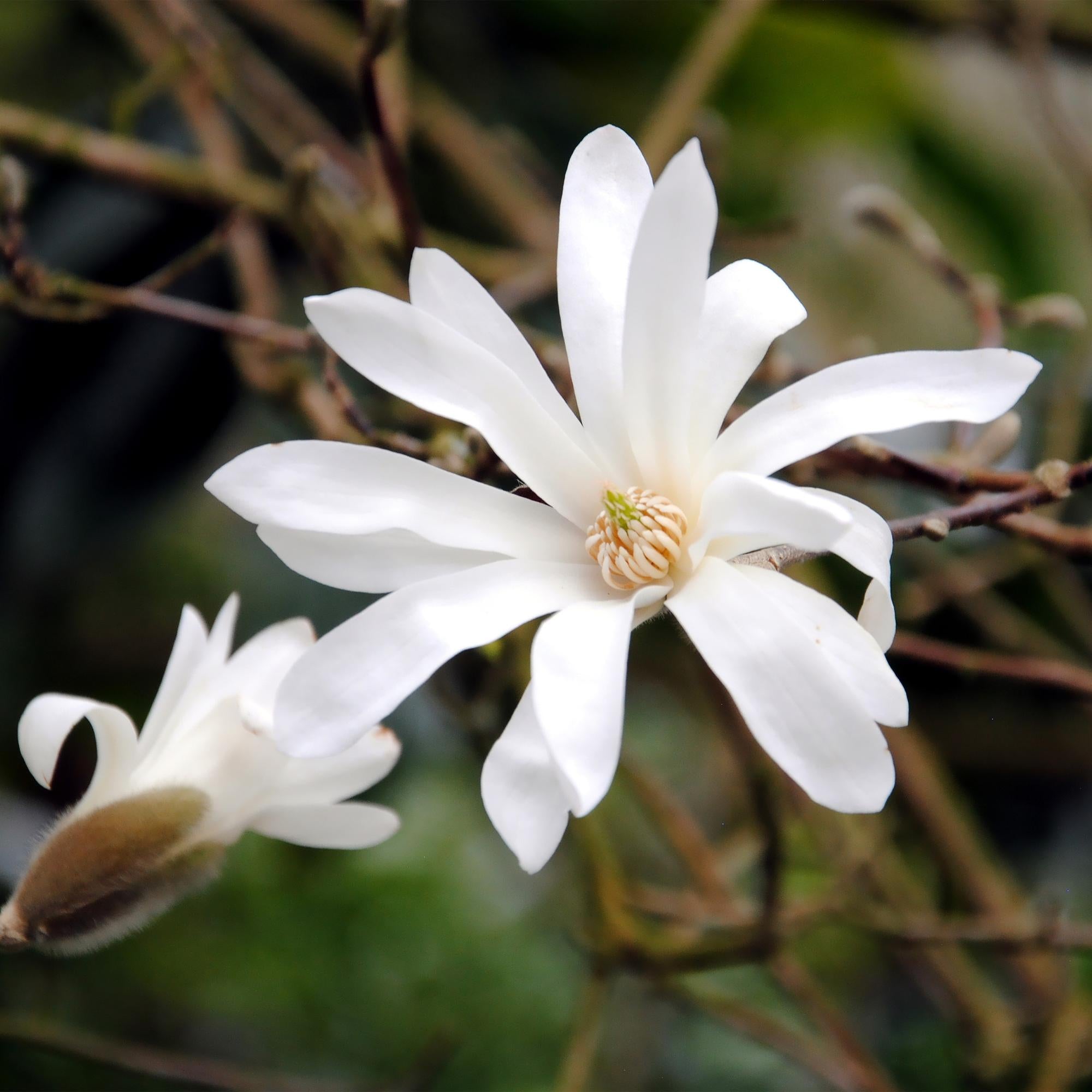 Tuinplant - Magnolia stellata - Bloem Wit - 1 Plant - Bladverliezend - Weinig Onderhoud - Pot 12cm Hoogte 30cm