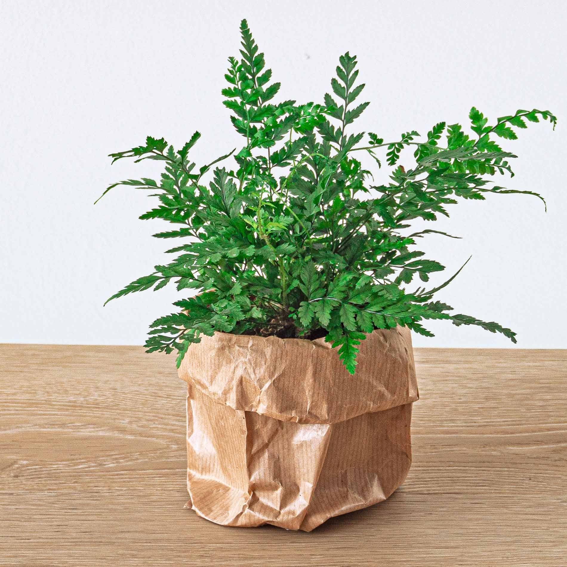 Planten terrarium navulling & startpakket - Jungle