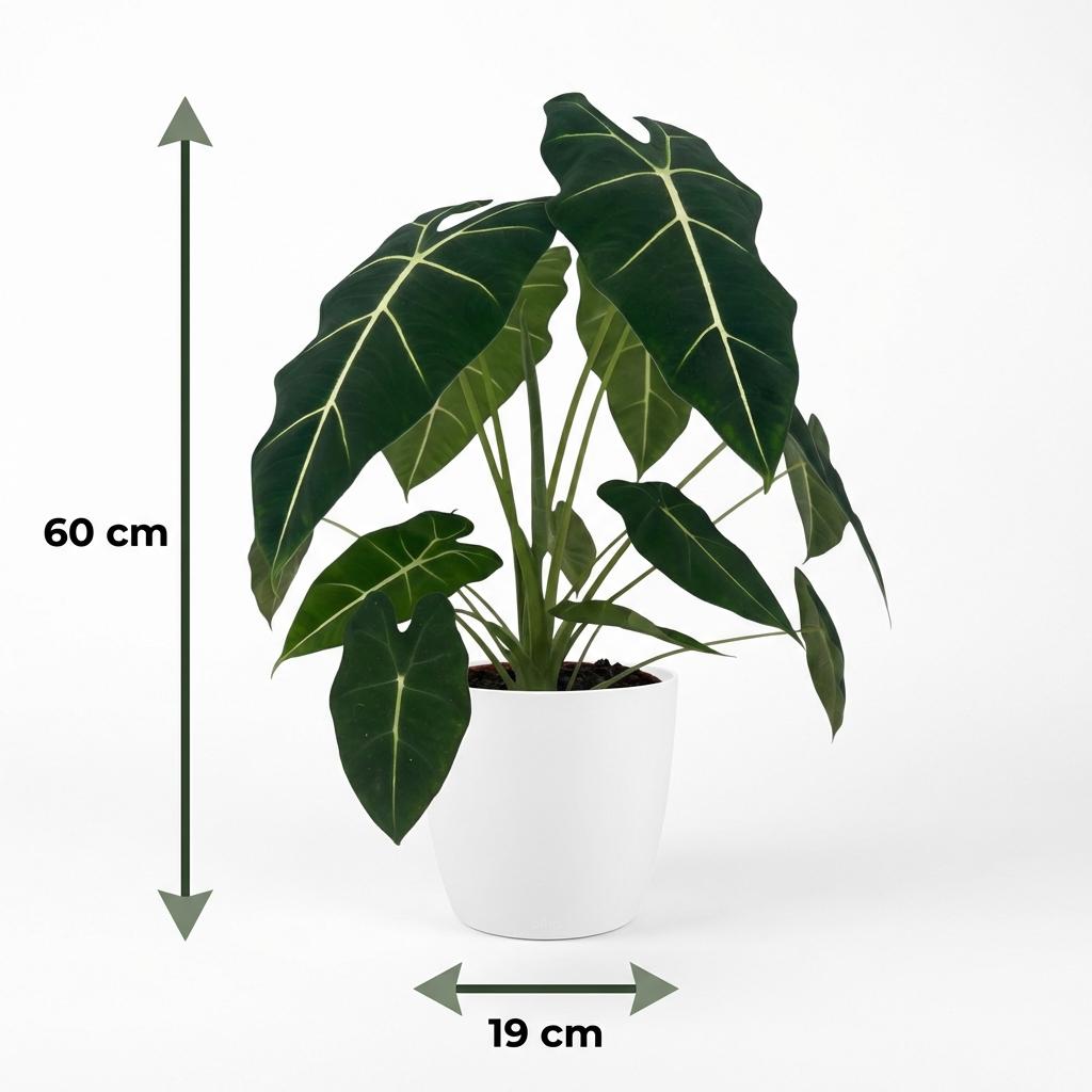Kamerplant - Olifantsoor - Alocasia Frydek - Groen - Weinig onderhoud - 1 Plant - met Potter Wit - Pot 19cm - Hoogte 60cm