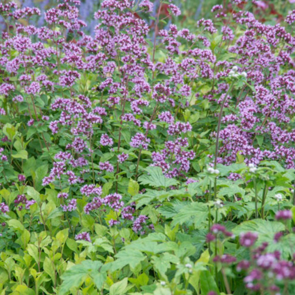 24x Origanum laevigatum 'Herrenhausen' - ↕10-25cm - Ø9cm