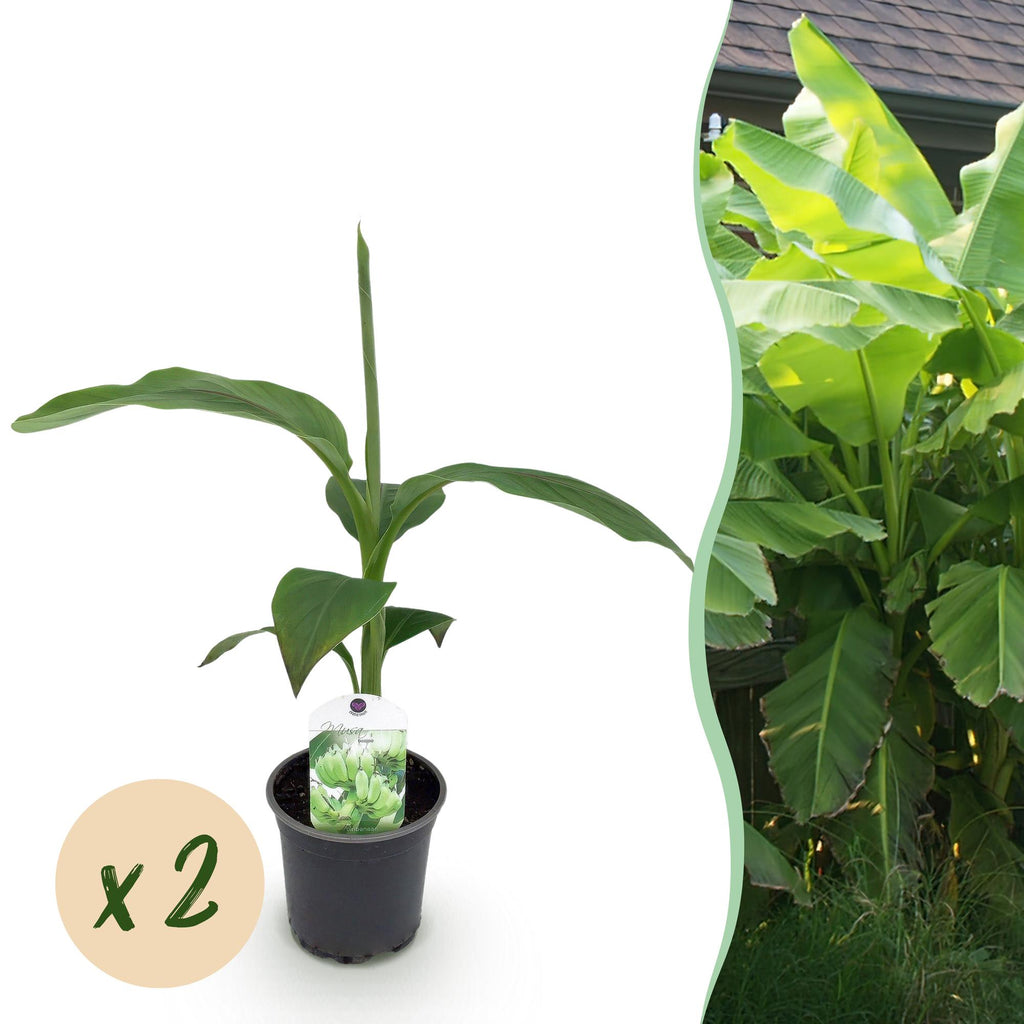 Fruitplant - Bananen plant - Musa Basjoo - Winterhard - 2 planten - Pot 12cm Hoogte 30cm