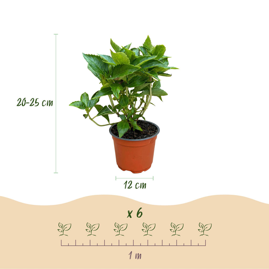 Tuinplant - Hydrangea macrophylla Roze - Hortensia - Winterhard - Roze - 3 Planten - Pot 12cm - Hoogte Hoogte 20-30cm
