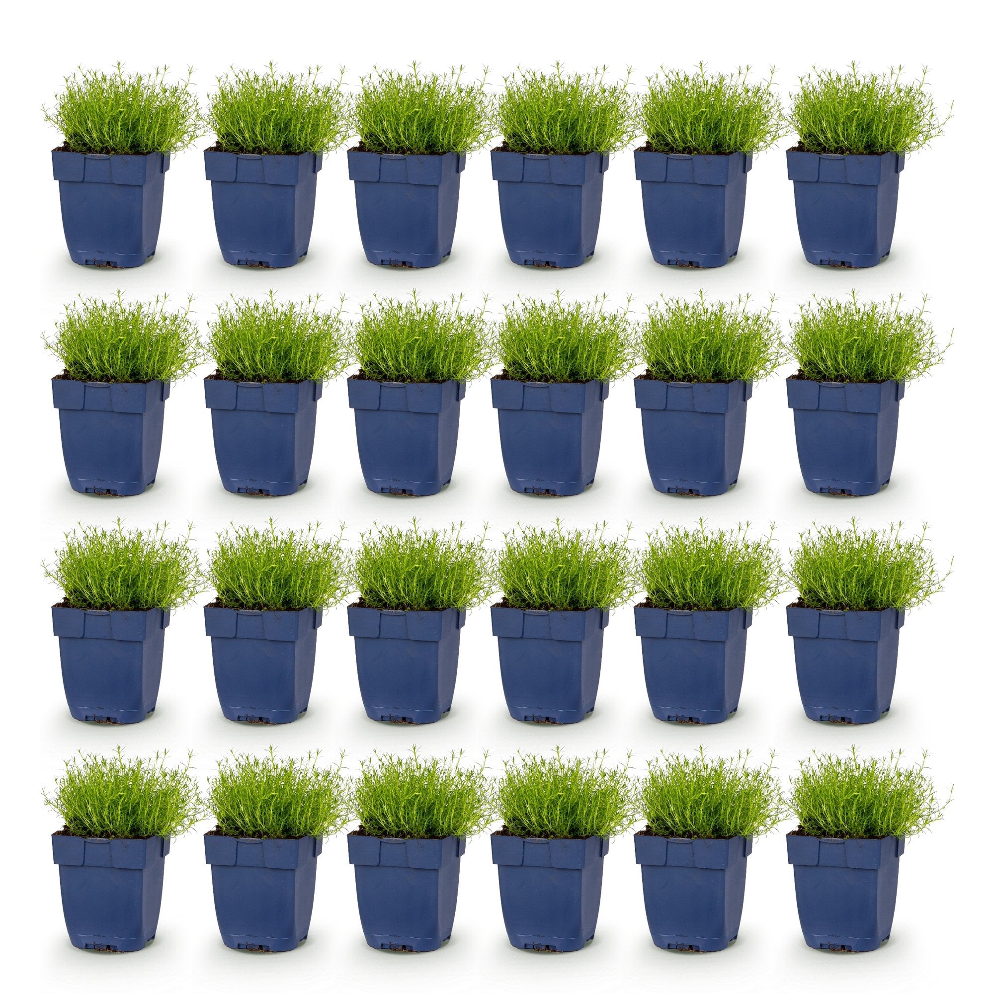 Vasteplant - Sagina subulata - Vetmuur - Rotsplanten - Wit - 24 Planten - Pot 11cm - Hoogte 15-25cm