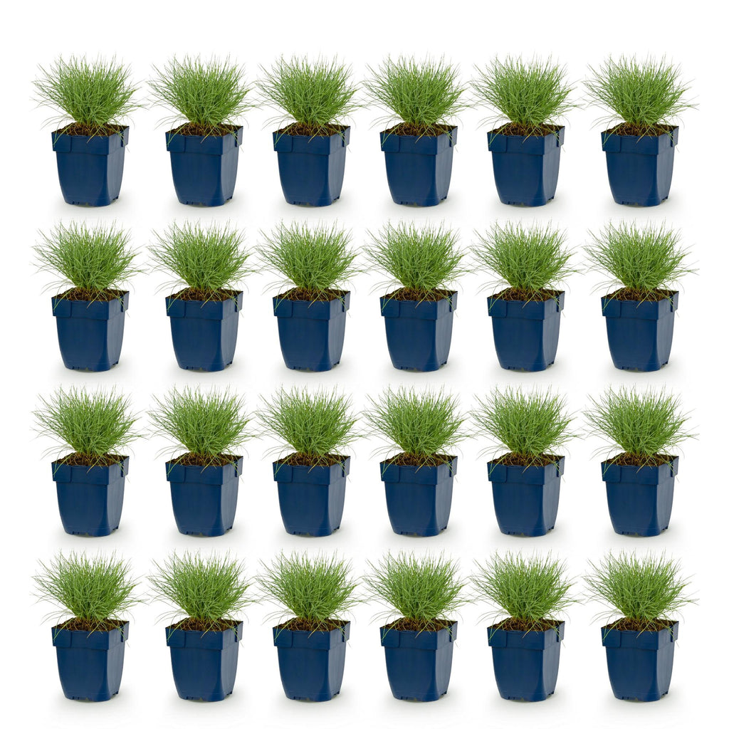 Vasteplant - Festuca glauca - Blauwgras - Groenblijvend - Blauw - 24 Planten - Pot 11cm - Hoogte 15-25cm