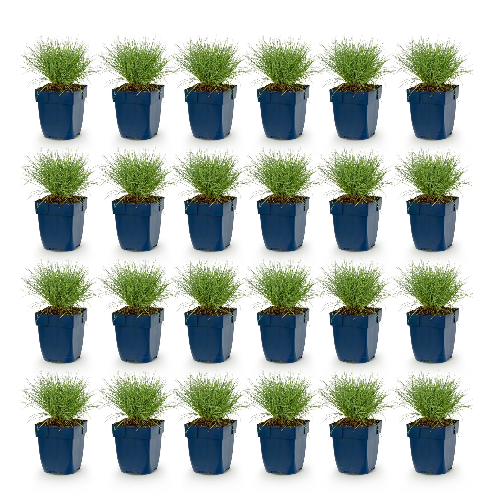 Vasteplant - Festuca glauca - Blauwgras - Groenblijvend - Blauw - 24 Planten - Pot 11cm - Hoogte 15-25cm