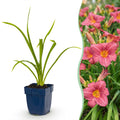 Vasteplant - Hemerocallis Summer Wine - Daglelie - Bijen en Vlinderlokkers - Paars - 1 Plant - Pot 11cm - Hoogte 15-25cm