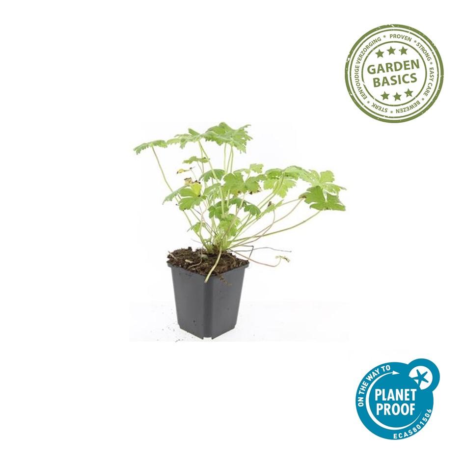 24x Geranium macr. 'Czakor' - ↕10-25cm - Ø9cm
