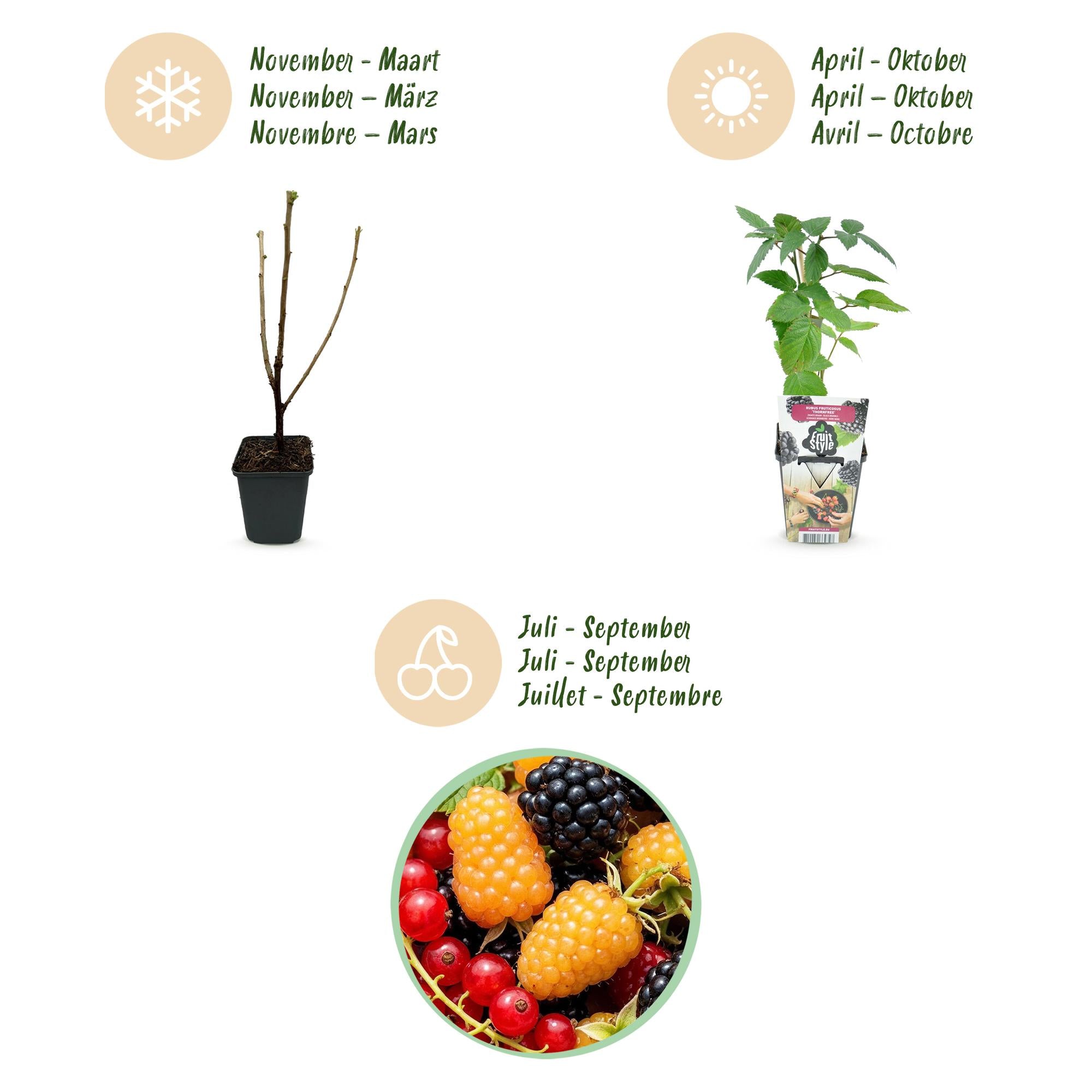 Fruitplanten - Tricolour - Rode Bes - Gele Framboos - Zwarte Braam  - Winterhard - 6 Planten - Pot  9cm