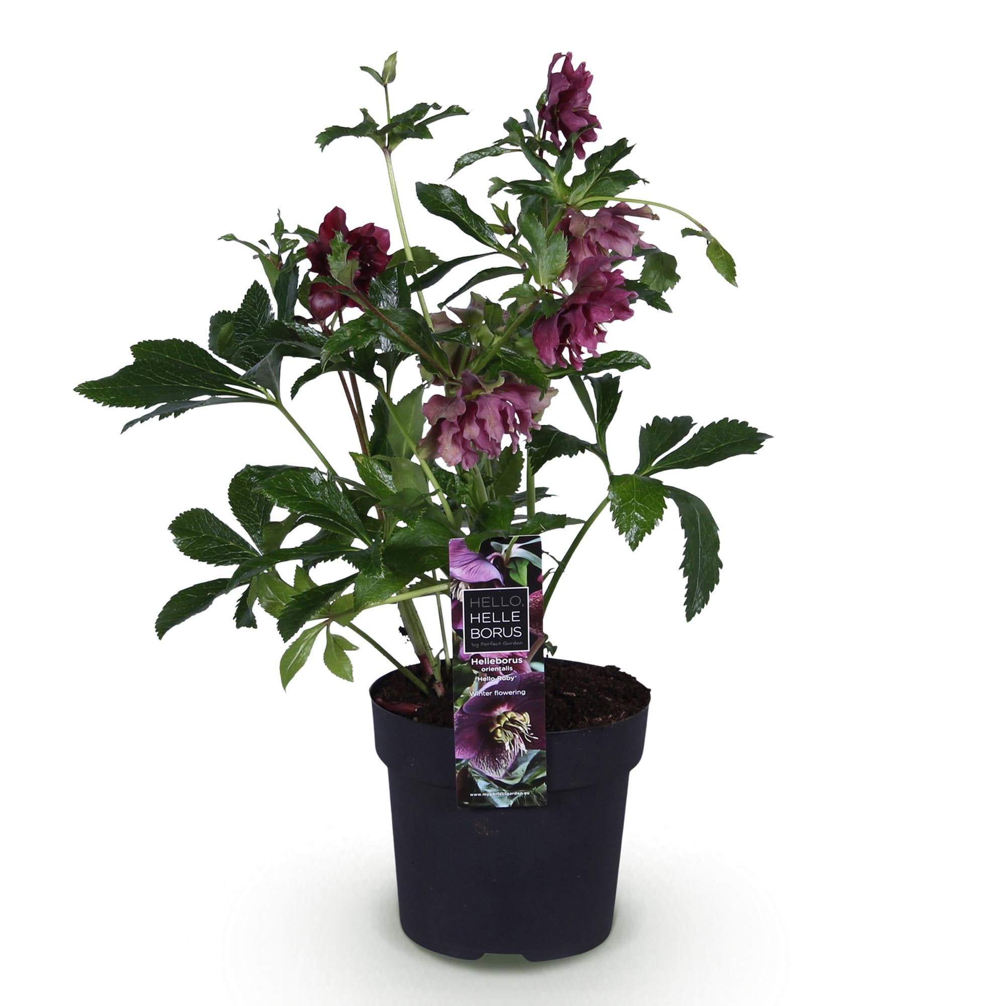 Tuinplant - Lenten Rose - Helleborus orientalis Double Ellen Red - Rode Bloem -1 Plant - Groenblijvend - Pot 14cm Hoogte 35cm