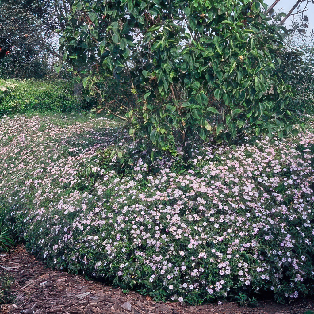 24x Aster ageratoides 'Asran' - ↕10-25cm - Ø9cm
