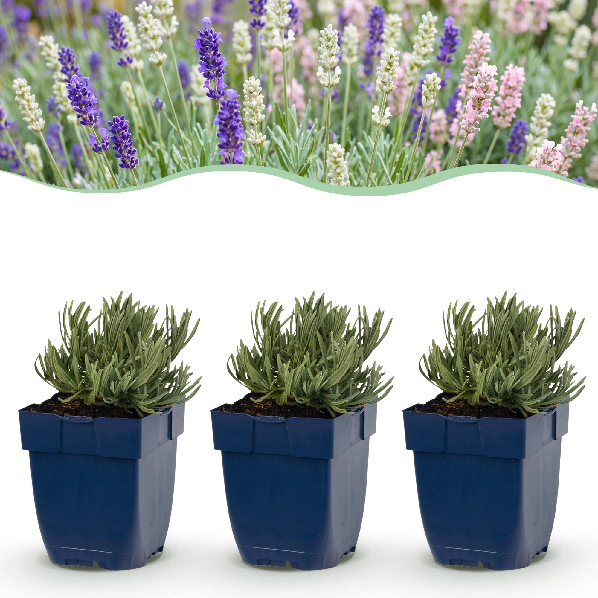 Vasteplant - Lavandula Tricolour - Lavendel - Geurend - Blauw - Roze - Wit - 12 Planten - Pot 11cm - Hoogte 15-25cm