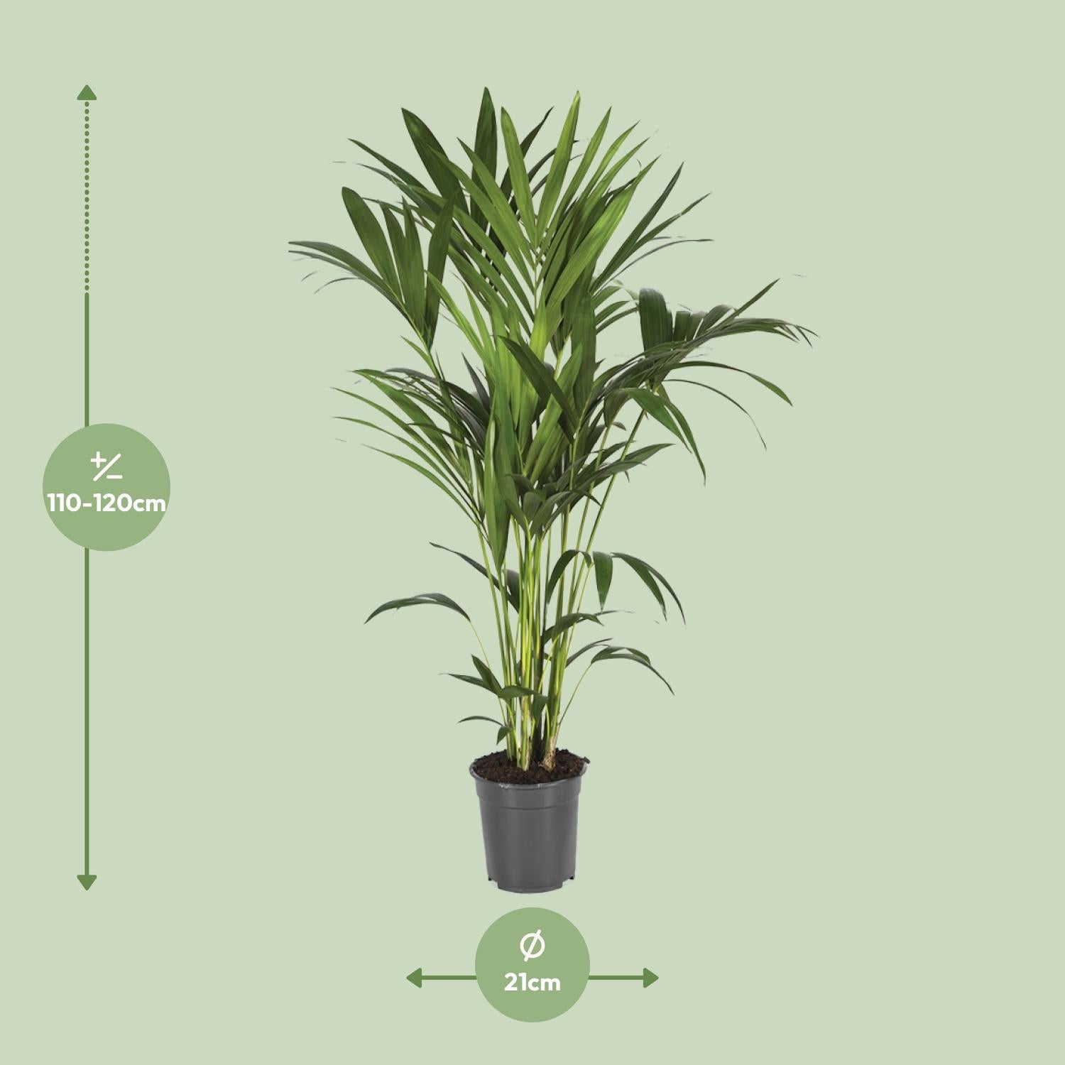 Howea Forsteriana - Ø21cm - ↕120cm
