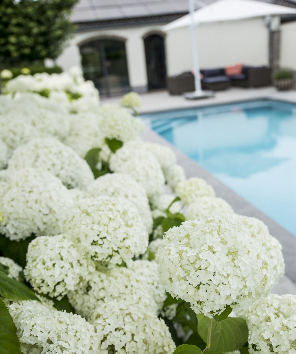 Hydrangea arbo. 'Strong Annabelle' - Ø19cm - ↕30cm