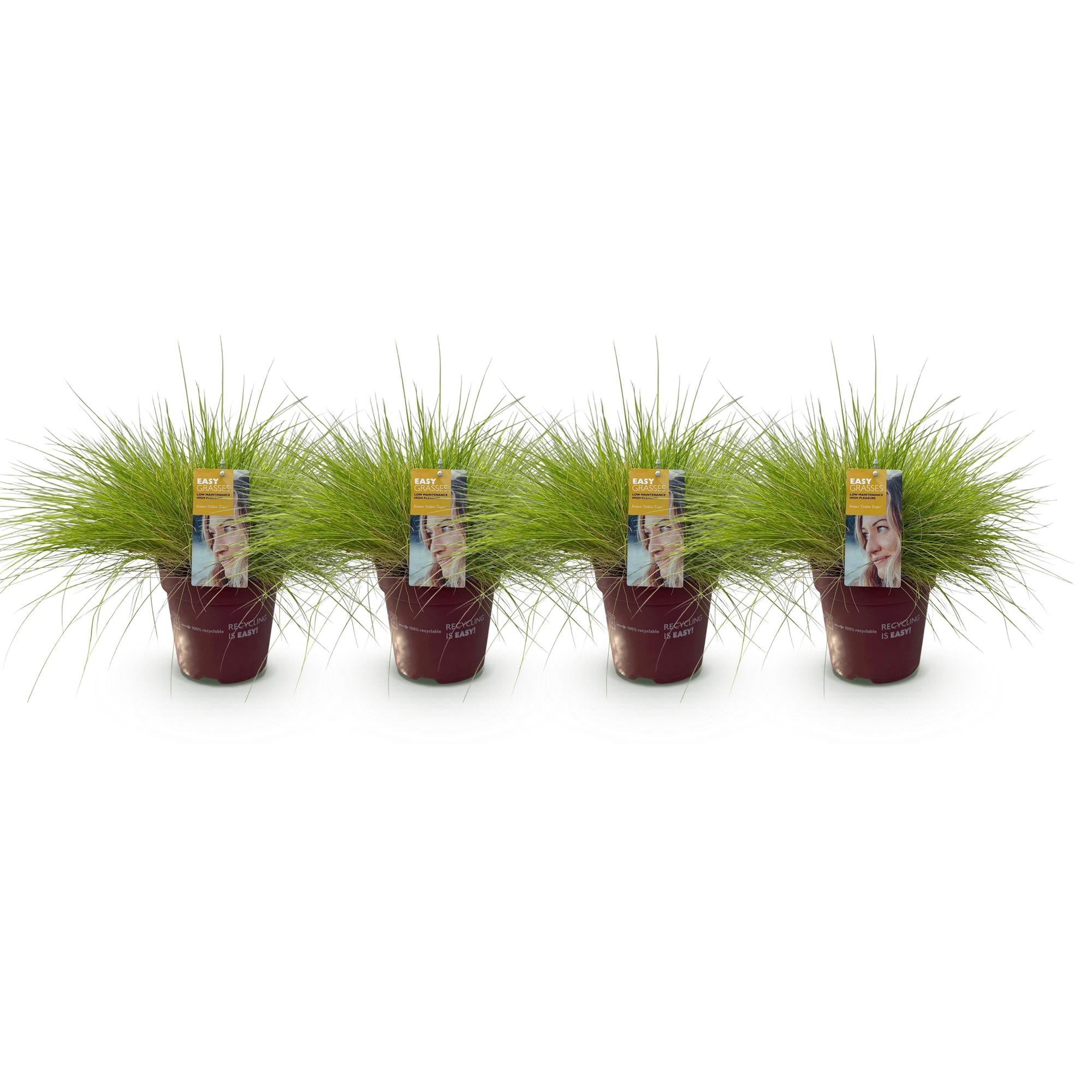 Siergrassen - Festuca glauca Golden Toupee - Geel - 4 Planten - Bladhoudend - Weinig Onderhoud - Pot 17cm Hoogte 50cm