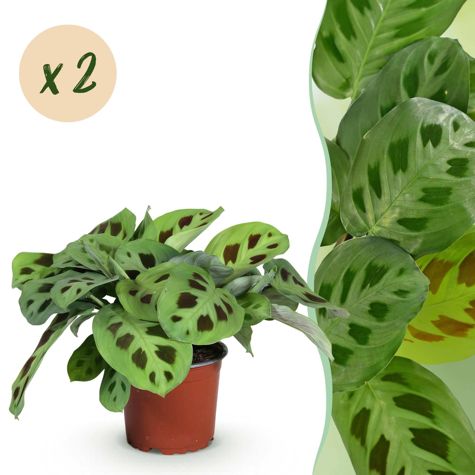Kamerplant - Maranta Fascinator Kerchoveana - Gebedsplant - Huisdiervriendelijk - Groen - 2 Planten - Pot 12cm - Hoogte 30-35cm