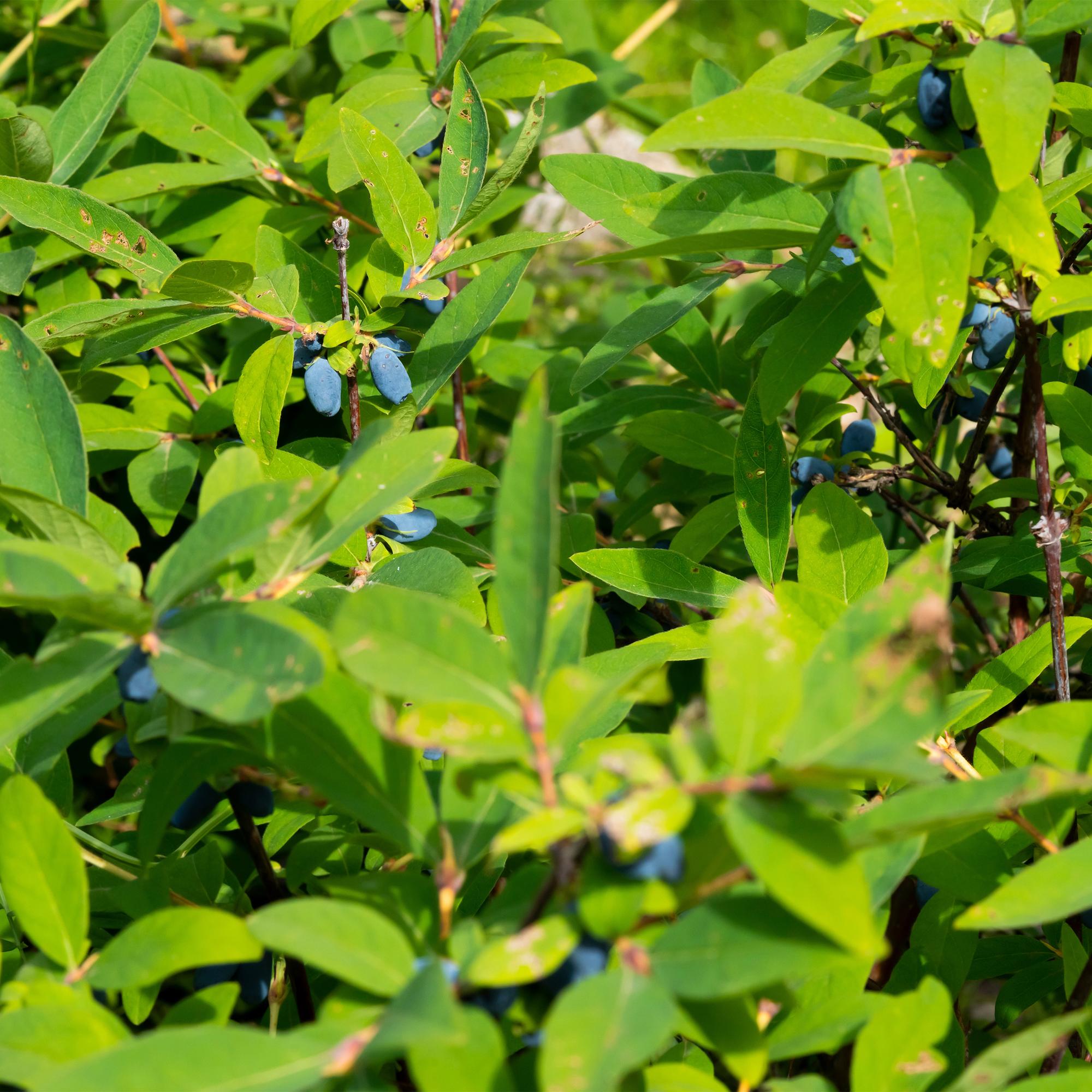 Fruitplant - Lonicera caerulea Kamchatika - Honingbes - Winterhard - Blauw Vrucht - 2 Planten - Pot 15cm - Hoogte 50cm